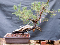 #4 Juniperus ashei