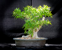 #96E Narrow Leaf Ficus