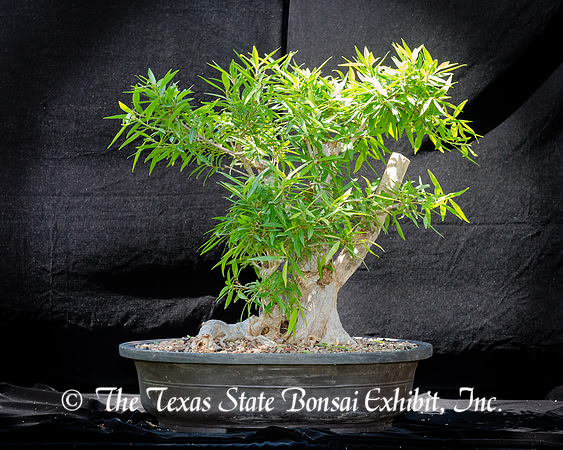 #96E Narrow Leaf Ficus