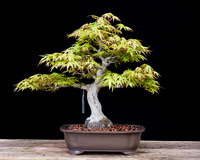 #1 Acer palmatum