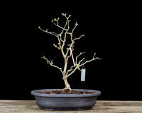 #35 Vitex