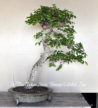 2013 3-23 TTSBE Greg Setter Donations for Convention (1) Cedar Elm