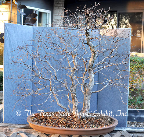 Ulmus crassifolia 14 (2011 2-27) Neal Hearn Collection donation