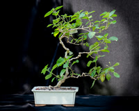 #137E Lantana