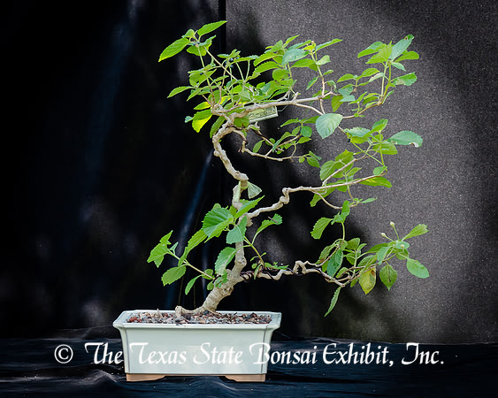 #137E Lantana