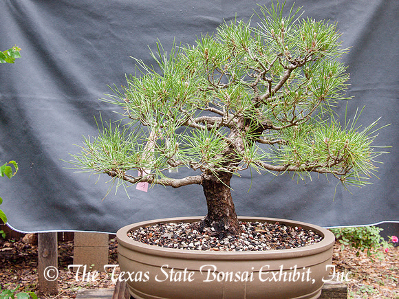 #40 Japanese black pine