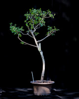 #124E Texas Persimmon