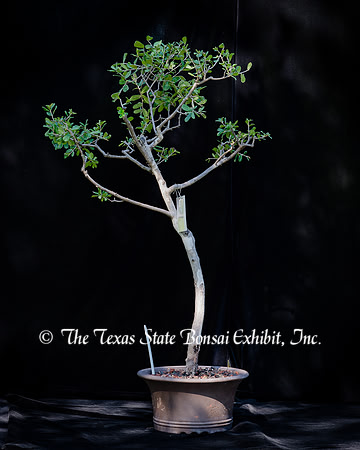 #124E Texas Persimmon
