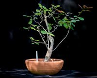 #125E Wavy Leaf Oak
