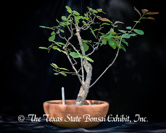 #125E Wavy Leaf Oak