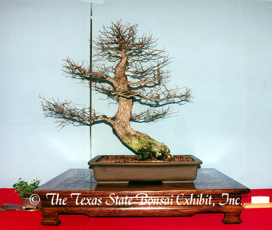 Ulmus crassifolia 1 (2002 11-15) LSBF convention New Braunfels