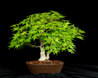 #5 Acer palmatum