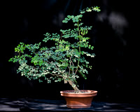 #127E Mystery Tree