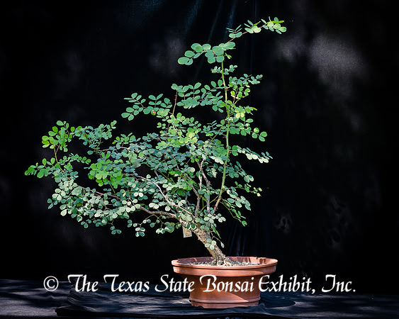 #127E Mystery Tree