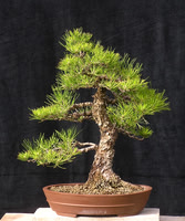 #45 Pinus thunbergii (Japanese Black Pine) 1 Mike Hensen