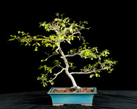 #2 Pyrachaenomeles