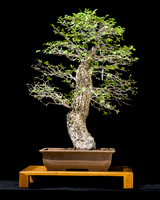 #52 Ulmus crassifolia (Cedar Elm)