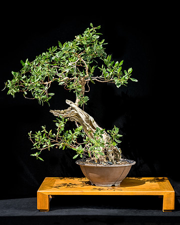 Alisan's Buttonwood, July 27, 2014