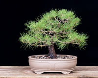 #40 Japanese Black Pine