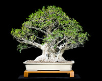 #43 Ficus microcarpa (Chinese Banyan) 1 Paul Pepitone