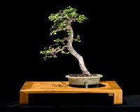 #53 Ulmus crassifolia (Cedar Elm)