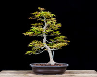 #7 Acer palmatum