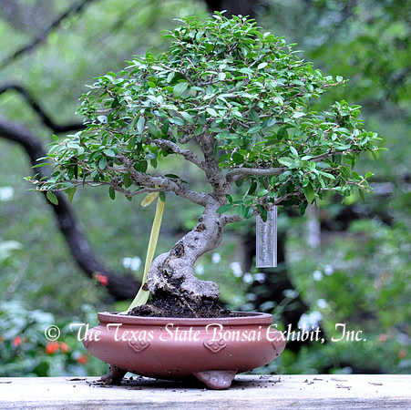 Ilex vomitoria 'Nana' 2 Cranberg (2013 9-29)
