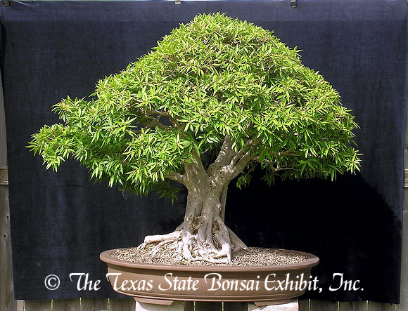 Ficus salicifolia (Narrow Leaf Ficus) 1,  September 24, 2006