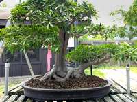#116 Ficus salicaria