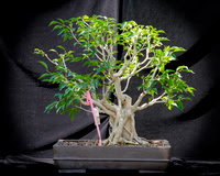 #48E Ficus Exotica