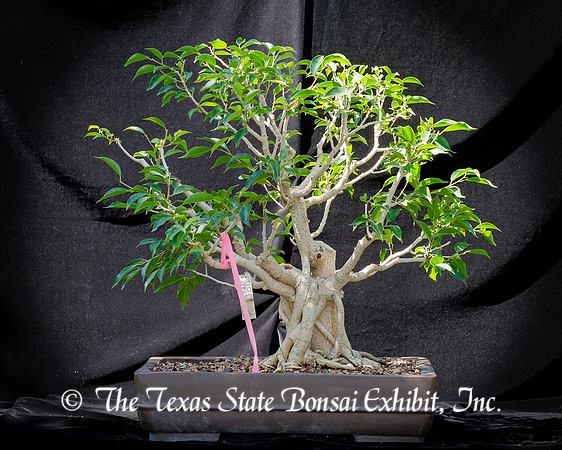 #48E Ficus Exotica