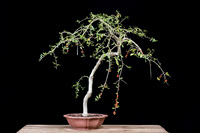 #37 Weeping Yaupon Holly