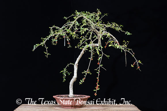 #37 Weeping Yaupon Holly, 03-12-2017