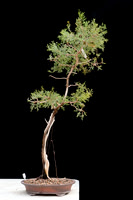 #57E Juniperus ashei 9 Bill Cody