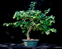 #123E Bougainvillea