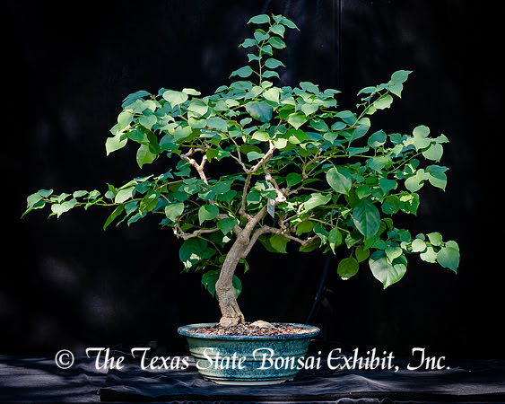 #123E Bougainvillea