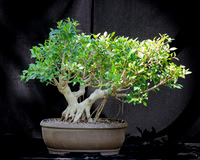 #49E Tiger Bark Ficus