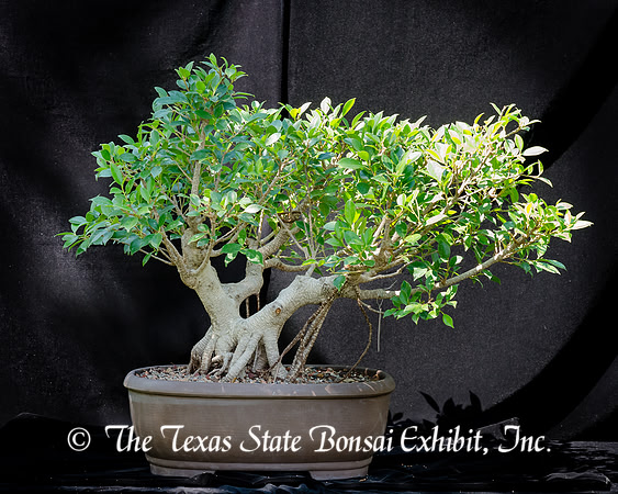 #49E Tiger Bark Ficus