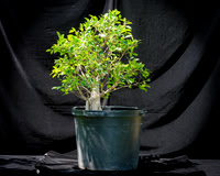 #100E Tiger Bark Ficus