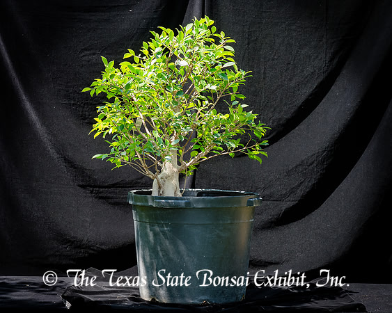 #100E Tiger Bark Ficus