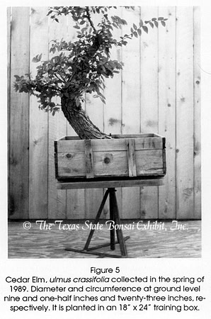 TTSBE Ulmus crassifolia 7 [1989 Fall approx] BCI mag lifting turntable article 1990 5