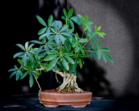 #139E Schefflera