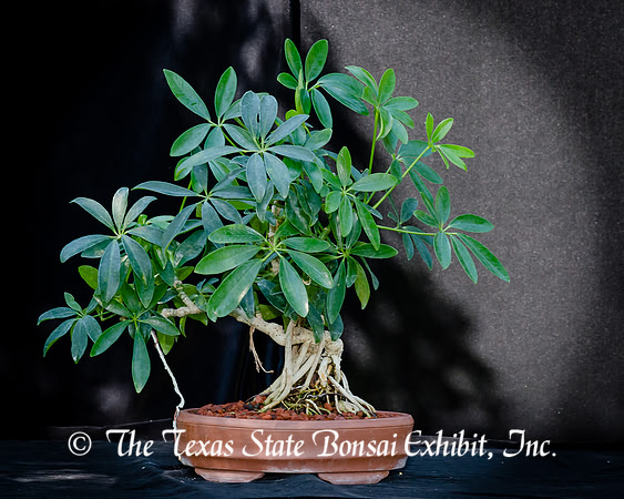 #139E Schefflera