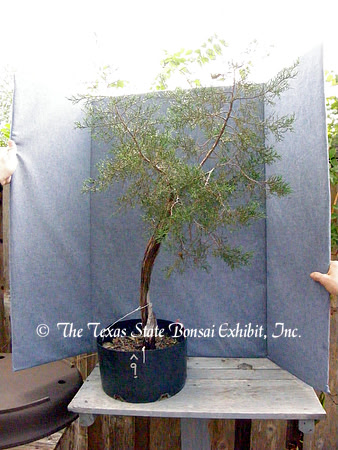 TTSBE Juniperus ashei 9 (2009 10-19)