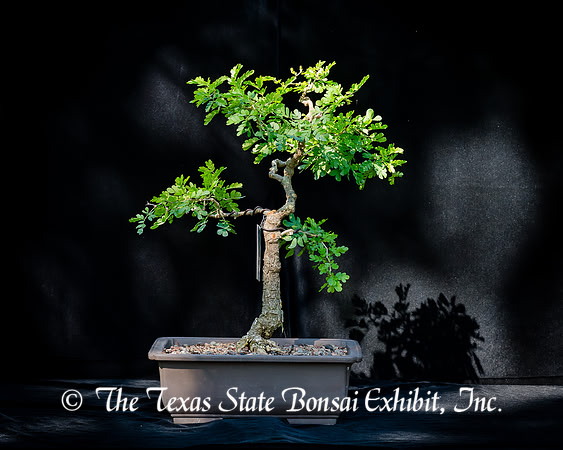 #118E Texas Ebony (2016-09-18)