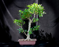 #94E Tiger Bark Ficus