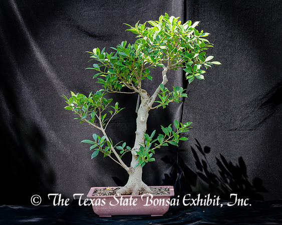 #94E Tiger Bark Ficus