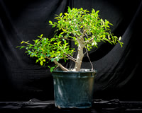 #101E Tiger Bark Ficus