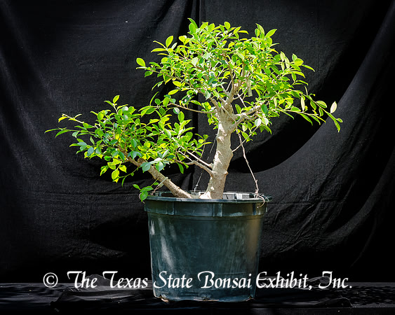 #101E Tiger Bark Ficus