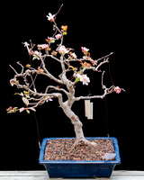 #59 Crabapple